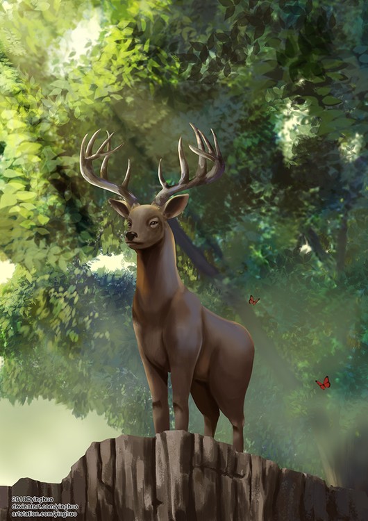 Deer