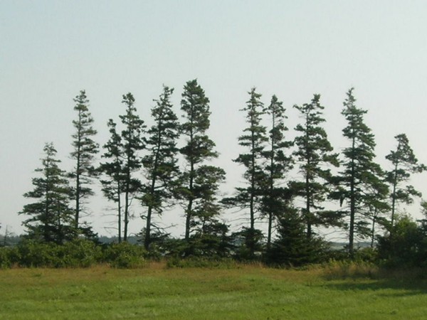 Pine Stand