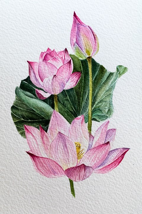 Lotus