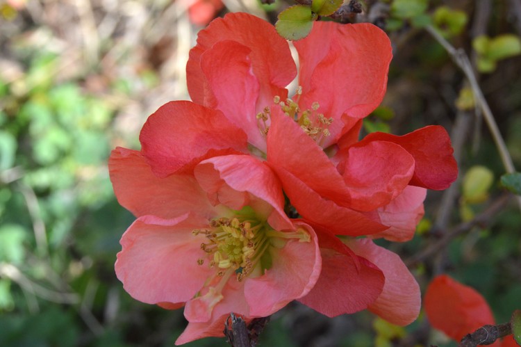 blossoms close up