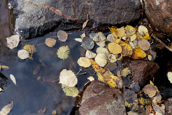 Aspen leaves 