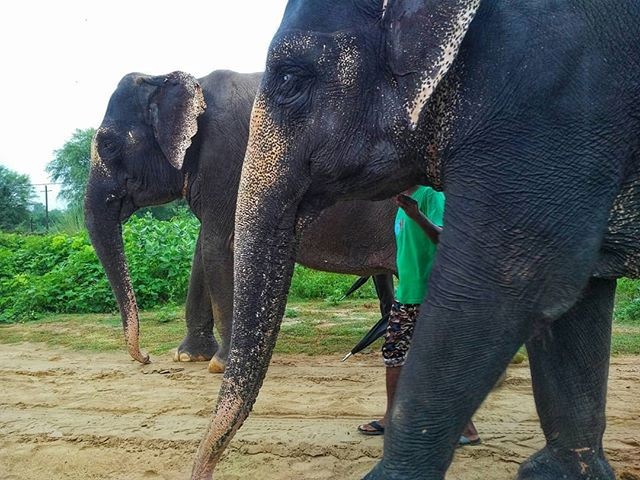 Hathi Gaon  Elefantastic An architectural project for housing of 108 elephants