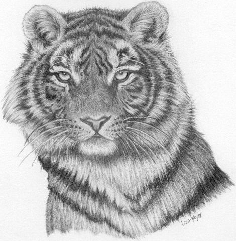 the Tigress