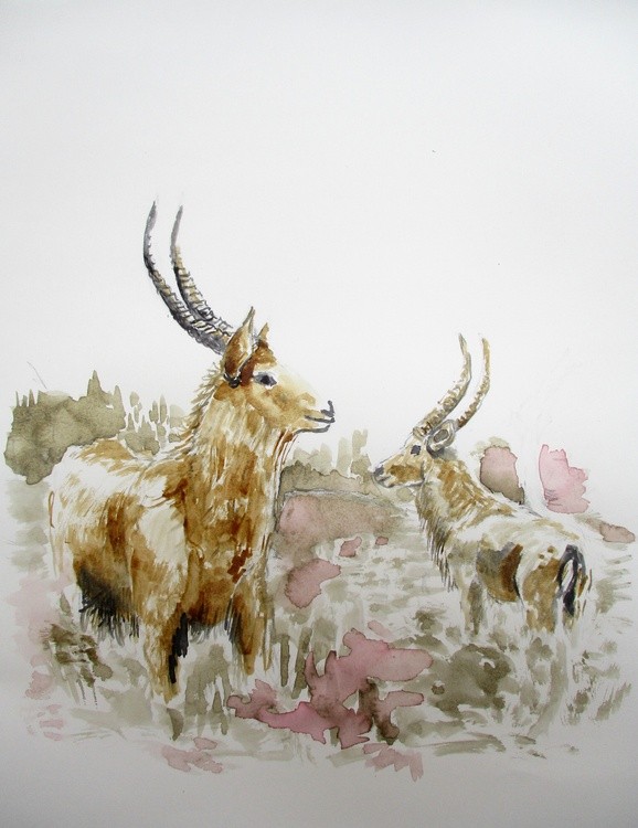Waterbuck