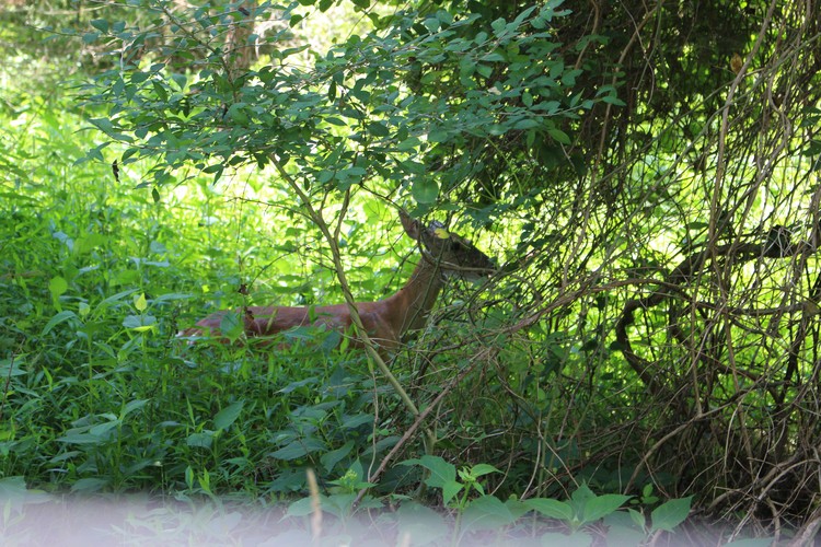 Deer having a snack