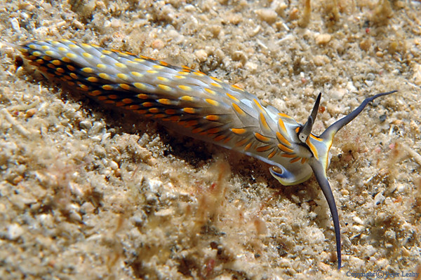 Fringed Back Nudibranch