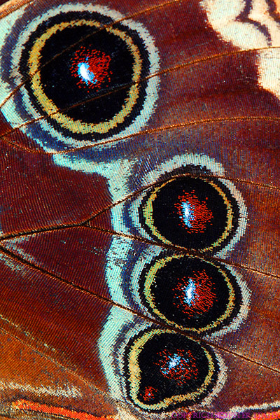 An Owl Moth's Spots