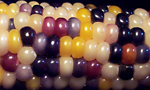 Nature's Jellybeans