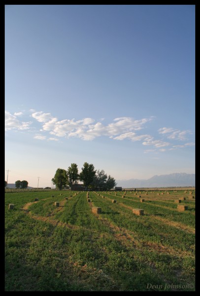 Fresh Cut Hay