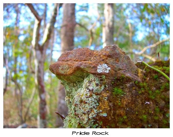 Pride rock