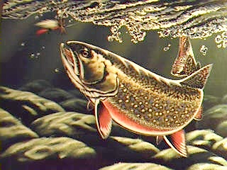 Trout
