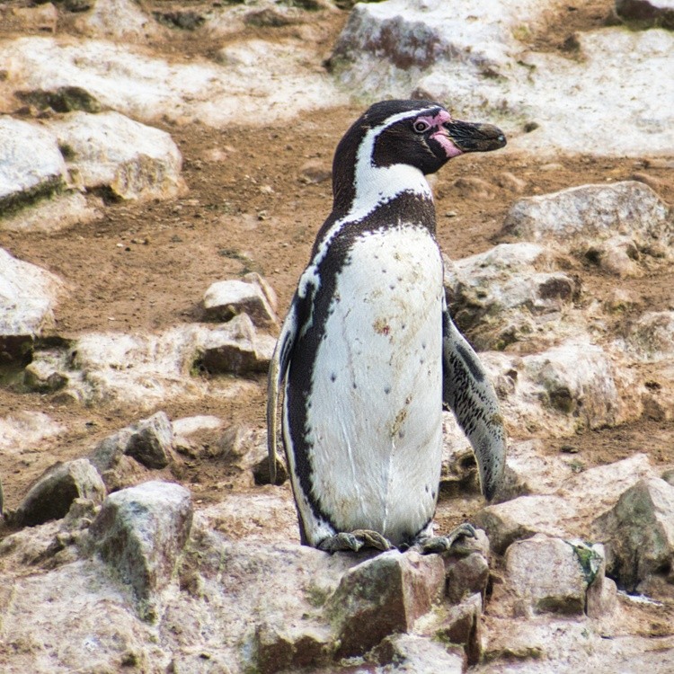 Animals in the Wild 6