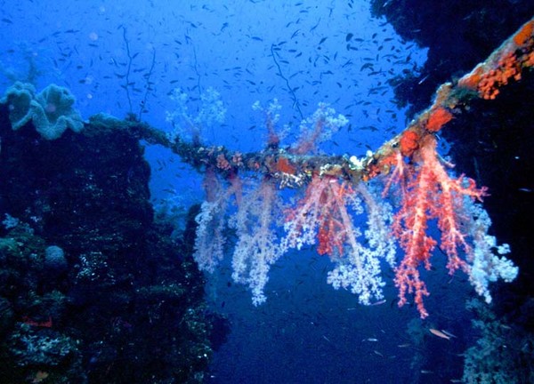 Soft Coral Bridge