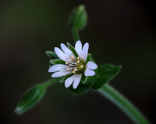 Crown Of Beauty