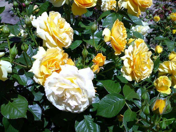 DSCF0014