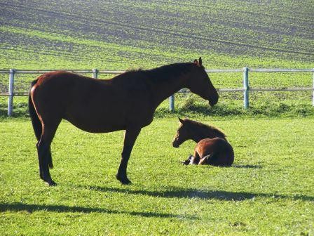 Colt and Mother