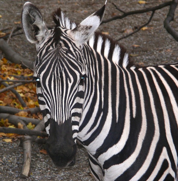ZEBRA 