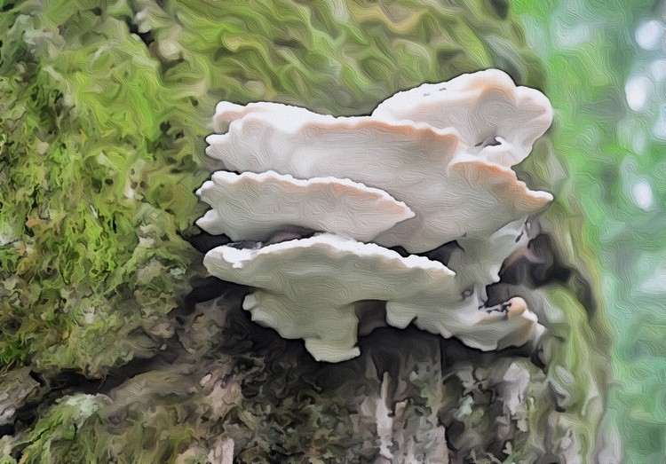 Shelf Mushrooms