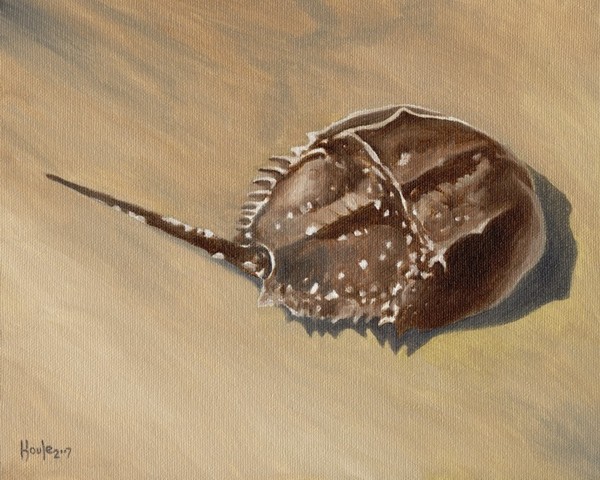 Stranded - Horseshoe Crab