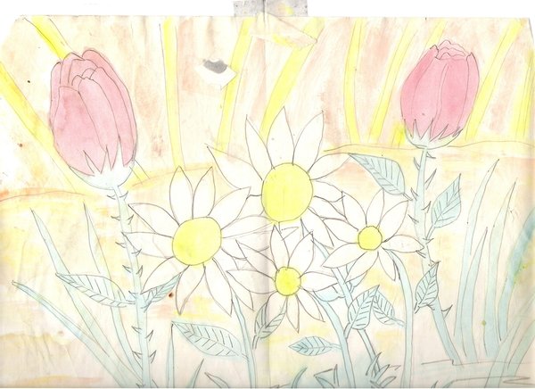 Tulips and Daiseys