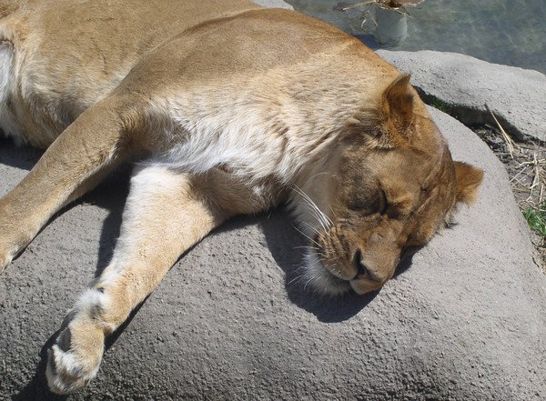 Nap Time