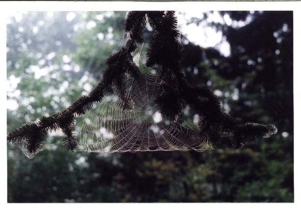 Tree Webshot