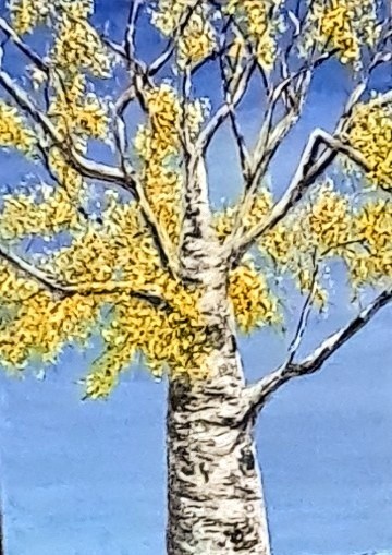 Aspen tree