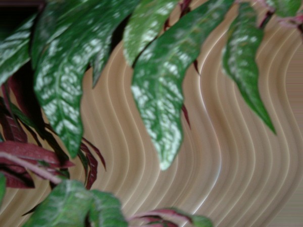 Leaves