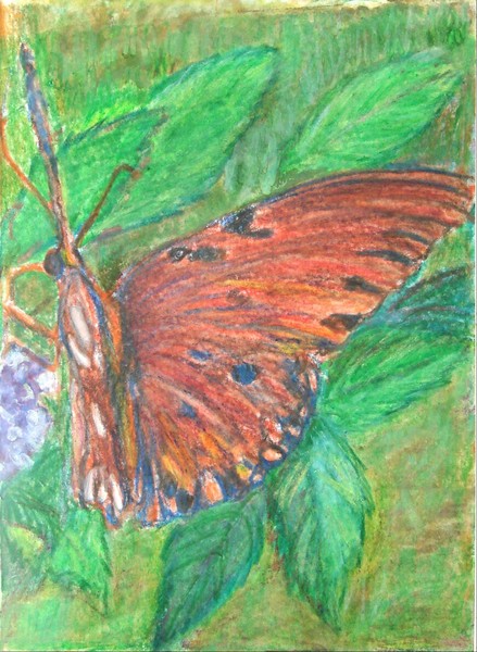 gulf fritillary on golden dewdrop