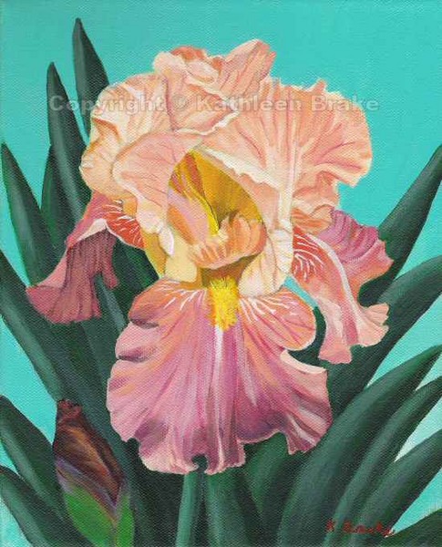Pink and Cream Iris