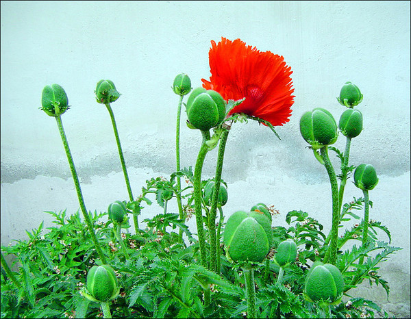 poppy