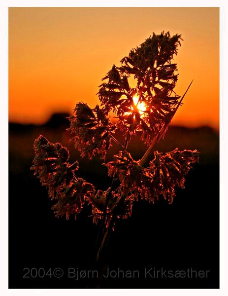 Sunset in gras
