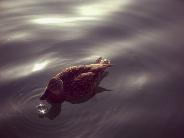 Model Duck