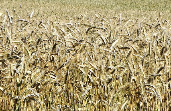 Wheat Field