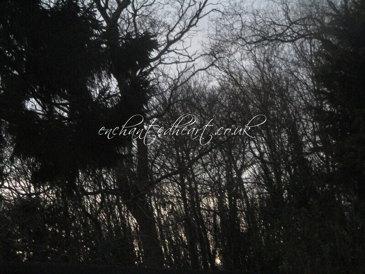 Woodland Twilight