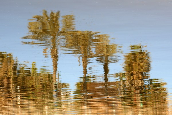 The trees reflected in the river