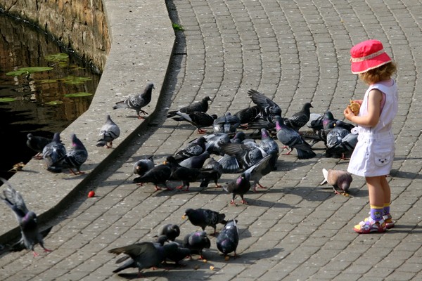 The Pigeon Girl