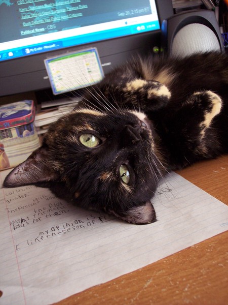 Silly Cat