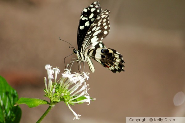 Leopard Lacewing Butterfly