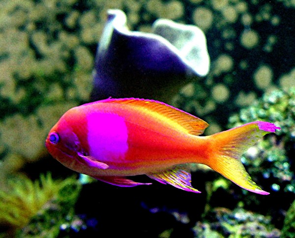 Underwater Beauty