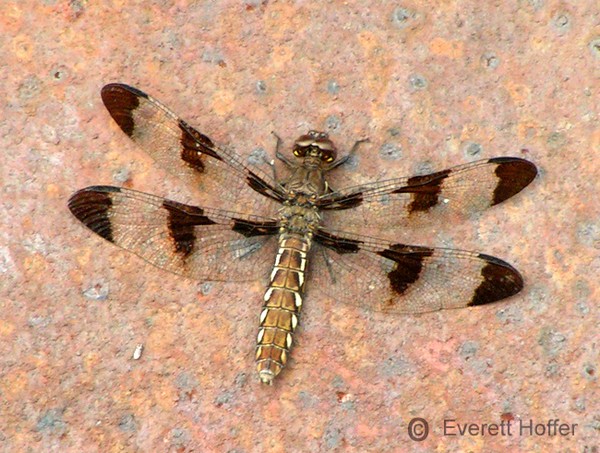 Dragonfly on Rust Barrel