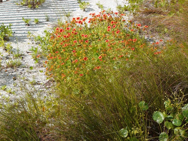 wildflowers on myrtle beach