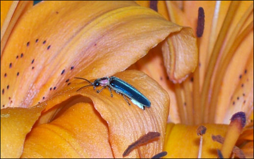 Little Lightning Bug