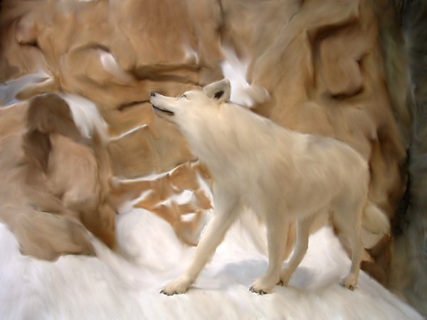 Arctic Wolf