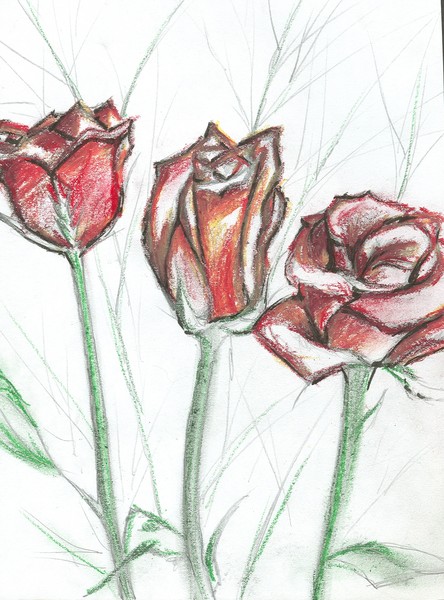 Three roses