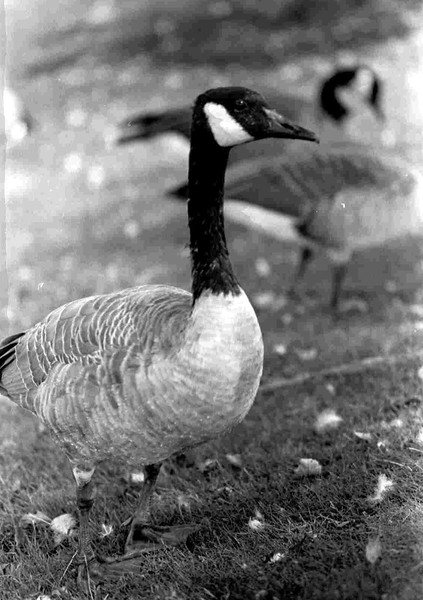  A Canadian Goose.