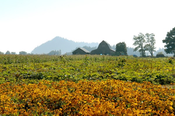 Roadside Farm