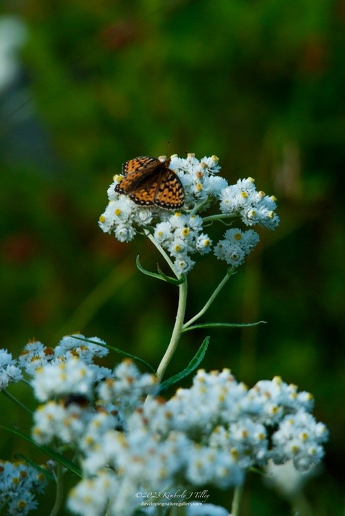 Mormon Fritillary P2691