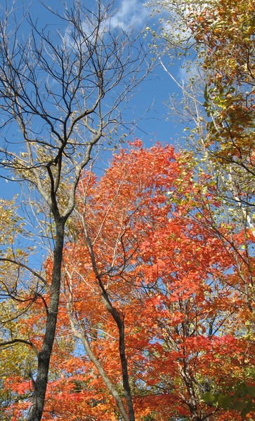 Brown County in the Fall