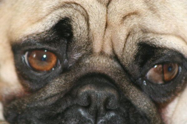 Pug Face